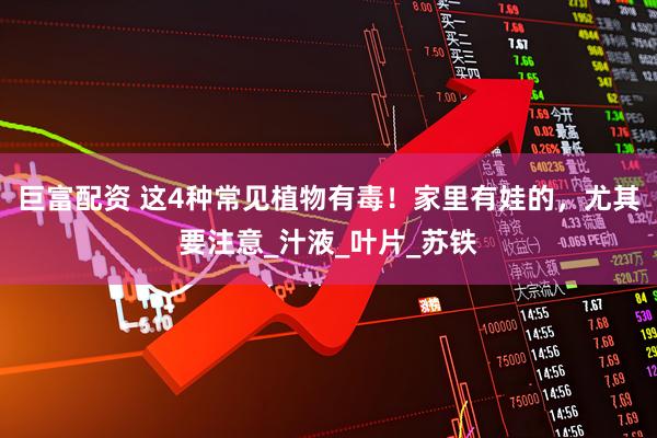 巨富配资 这4种常见植物有毒！家里有娃的，尤其要注意_汁液_叶片_苏铁